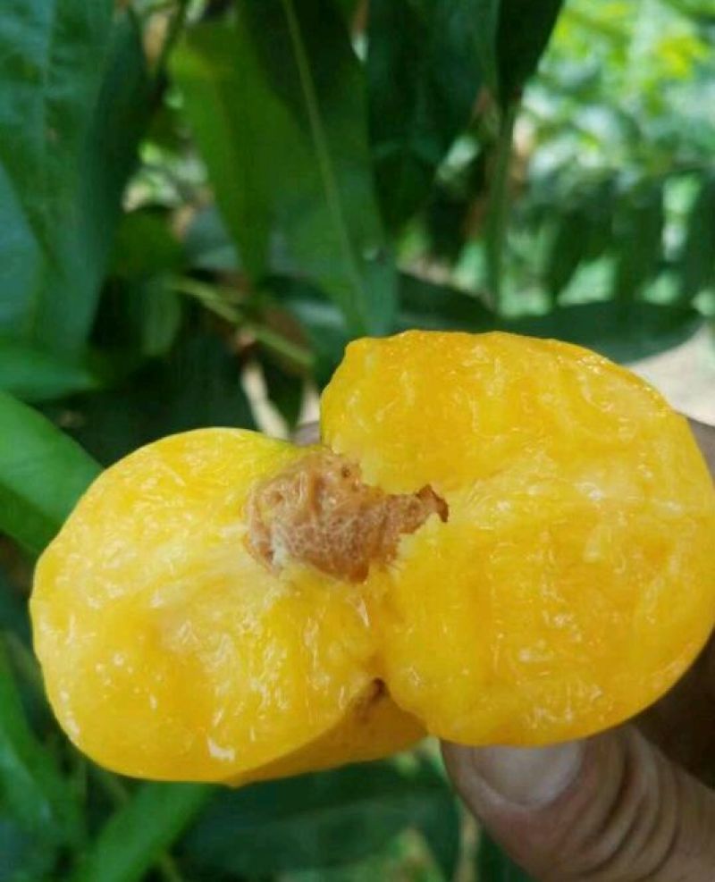中油蟠7号桃树苗，现挖现发货，保成活率