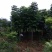 大量供应15--20截杆移植栾树