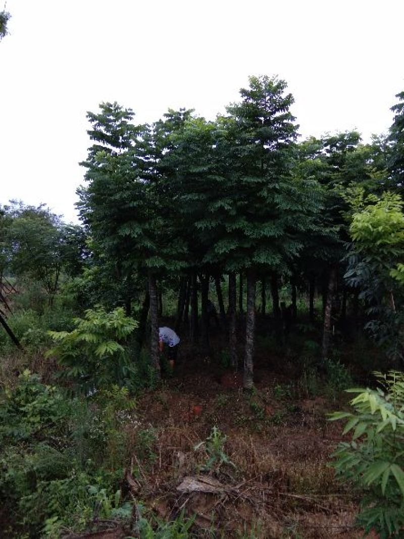 大量供应15--20截杆移植栾树