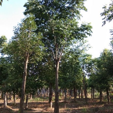 大量供应15--20截杆移植栾树