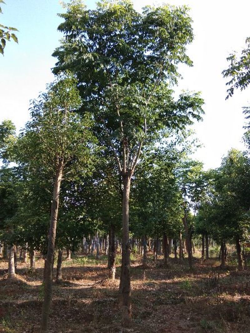 大量供应15--20截杆移植栾树