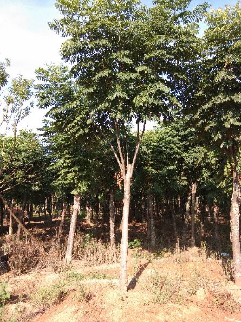 大量供应15--20截杆移植栾树