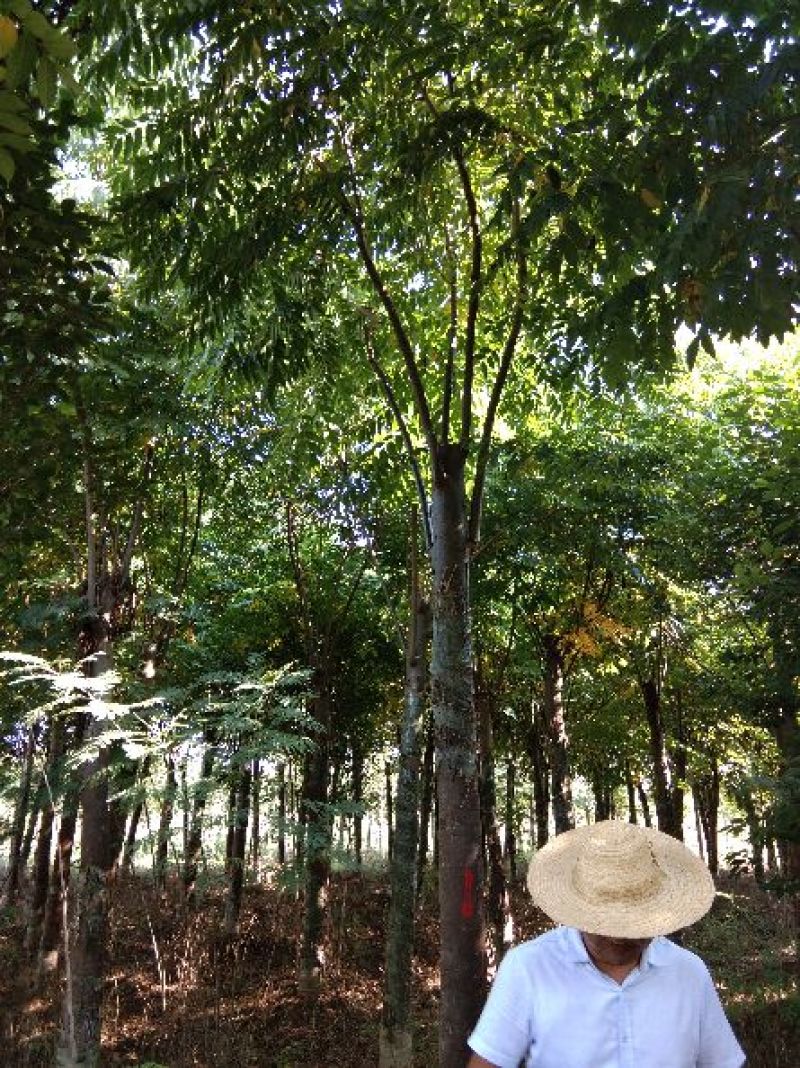 大量供应15--20截杆移植栾树