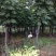 大量供应15--20截杆移植栾树