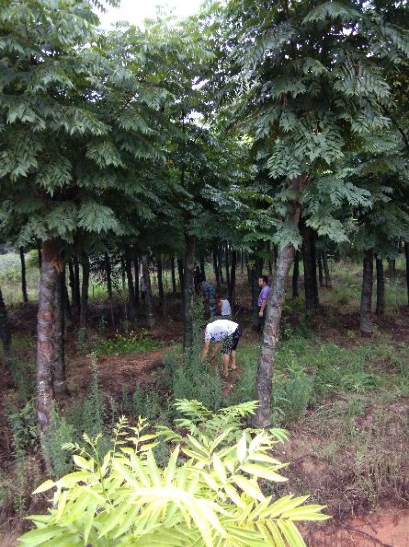 大量供应15--20截杆移植栾树