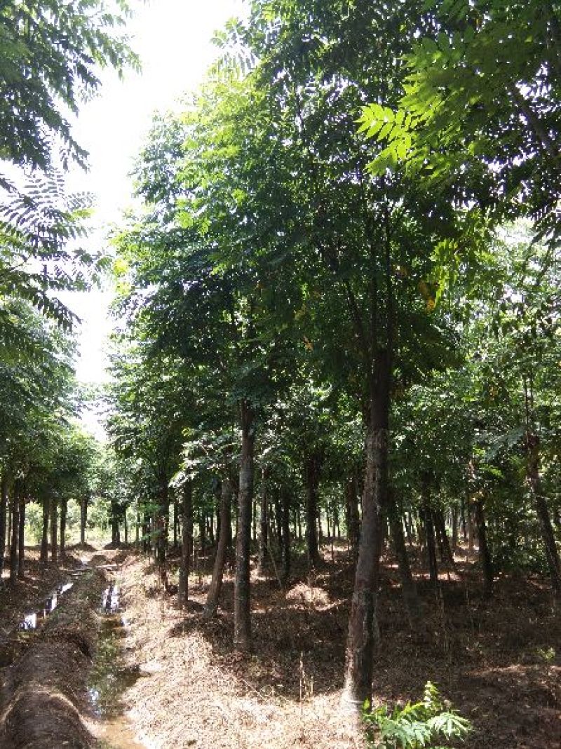 大量供应15--20截杆移植栾树