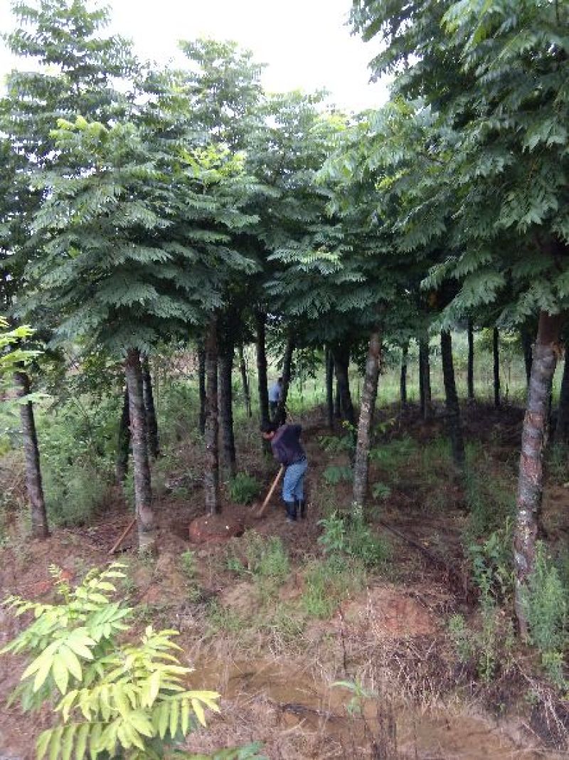 大量供应15--20截杆移植栾树