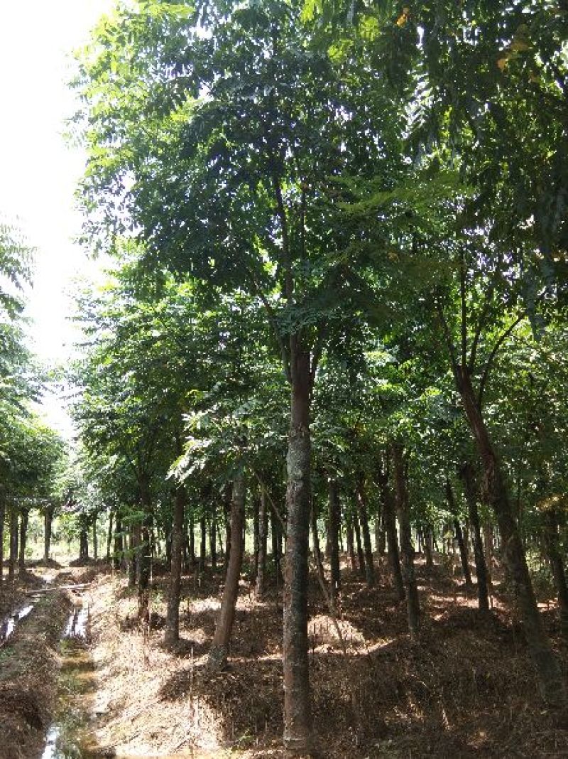 大量供应15--20截杆移植栾树