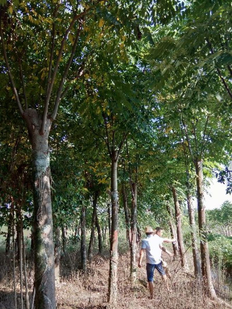 大量供应15--20截杆移植栾树