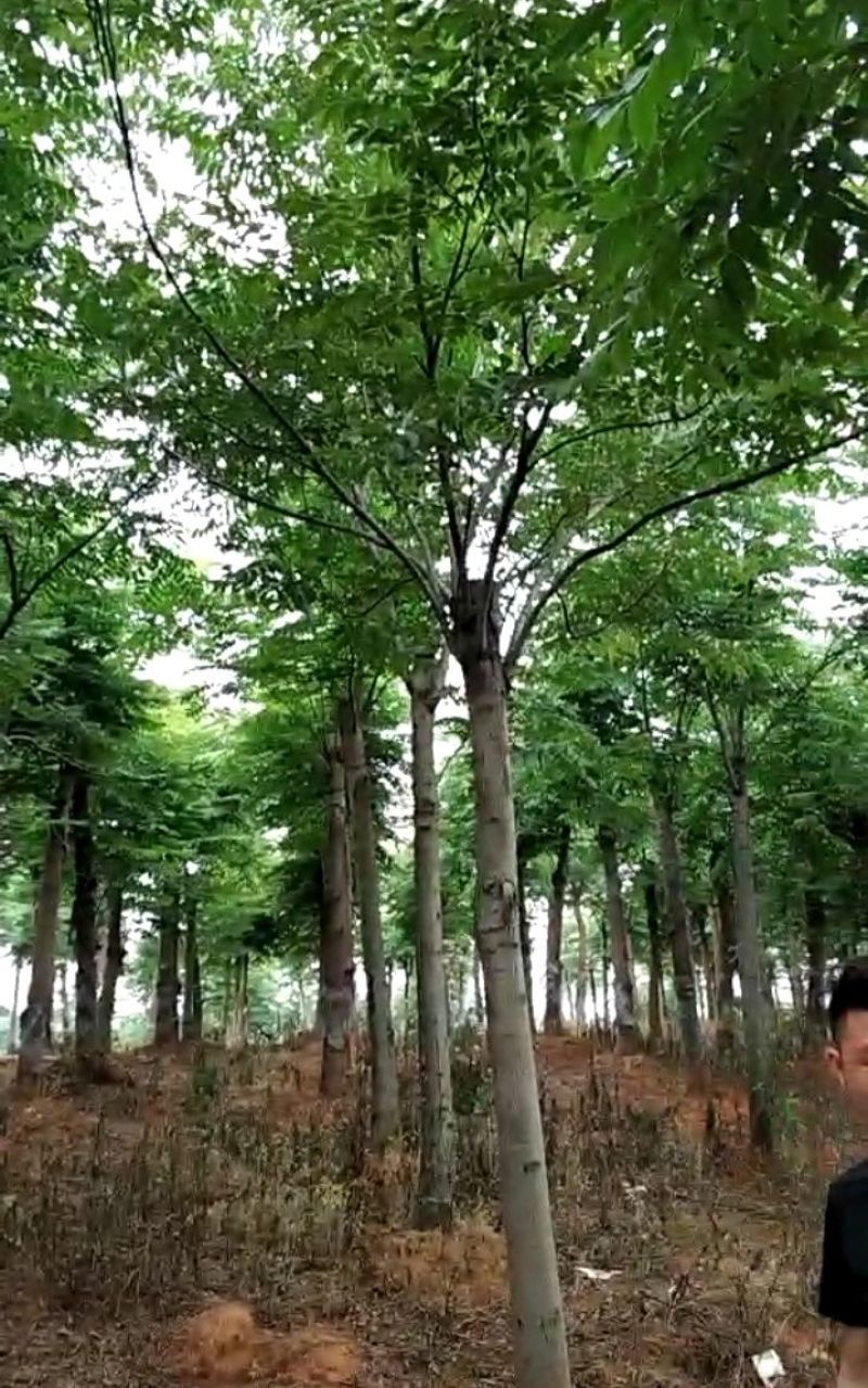 大量供应15--20截杆移植栾树
