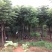 大量供应15--20截杆移植栾树