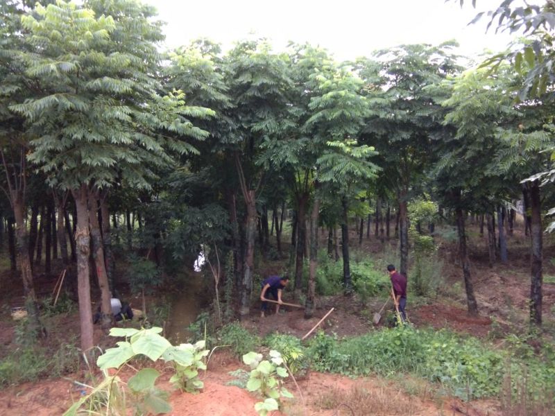 大量供应15--20截杆移植栾树