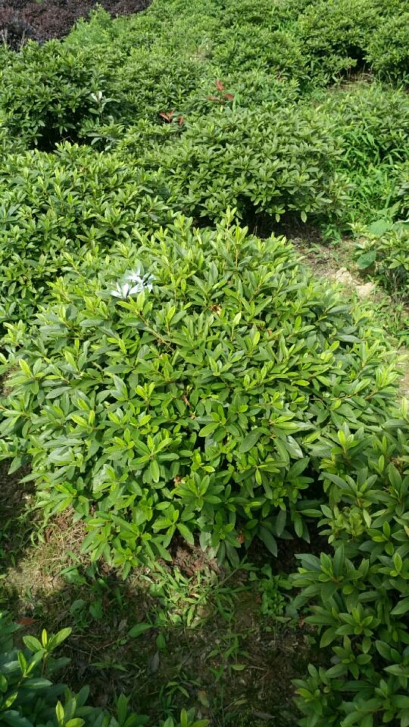 春鹃球