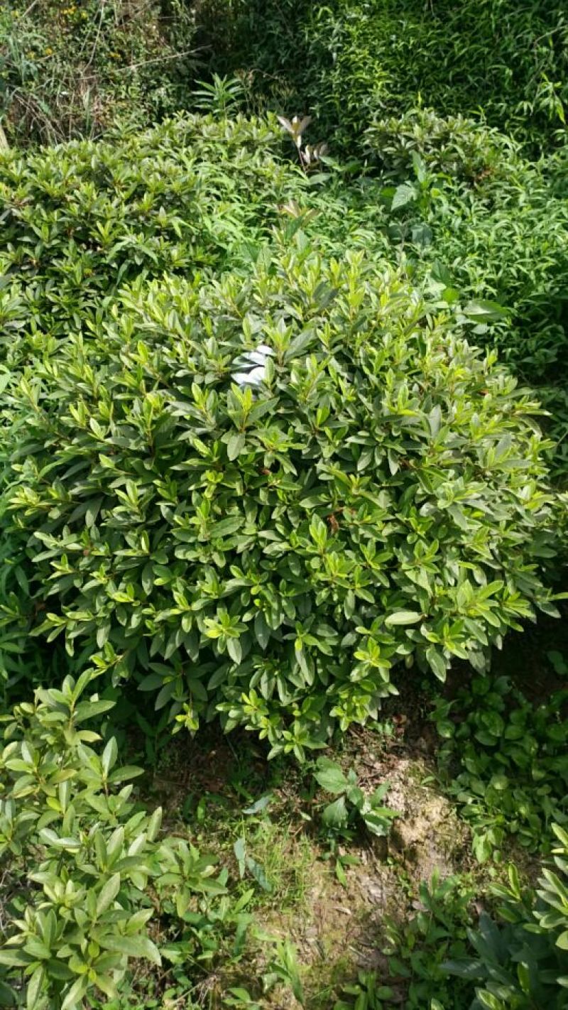 春鹃球