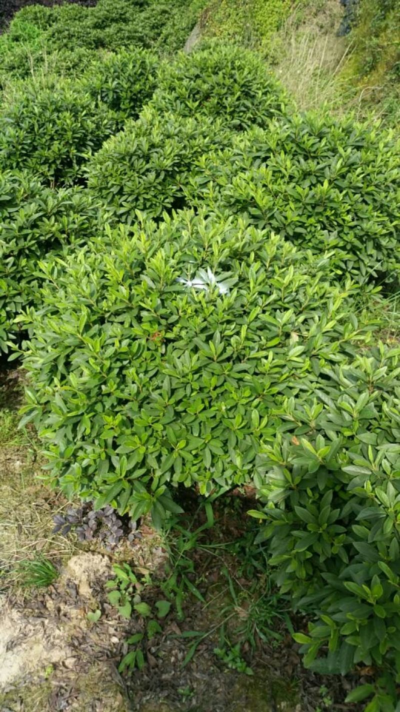 春鹃球