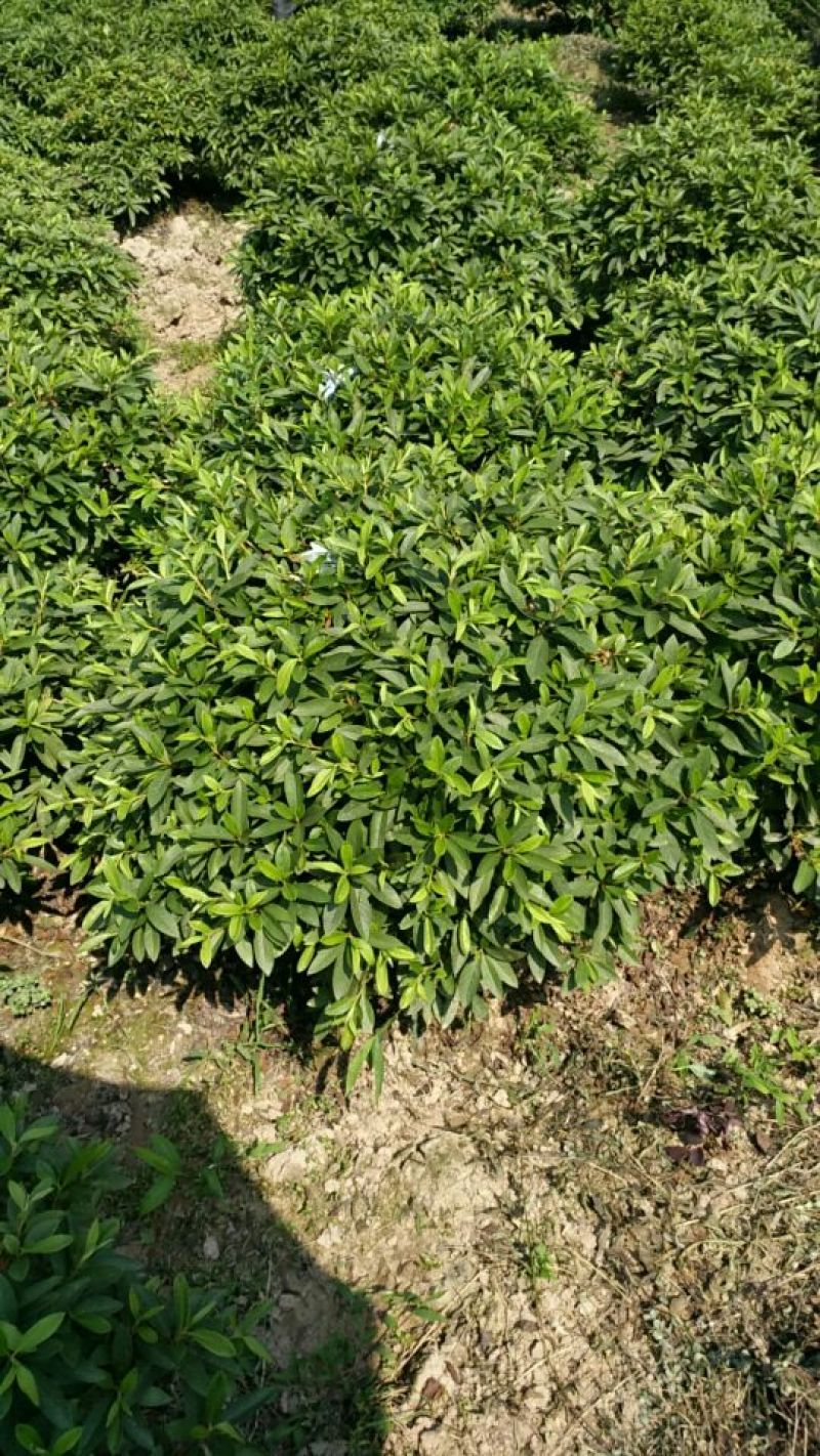 春鹃球