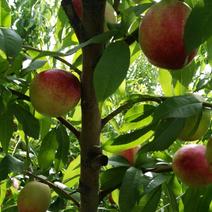 哈拉布拉镇开买阿吾孜村优质的水蜜桃油桃