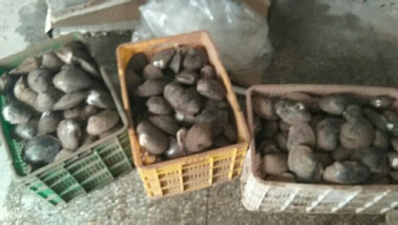 河蚌