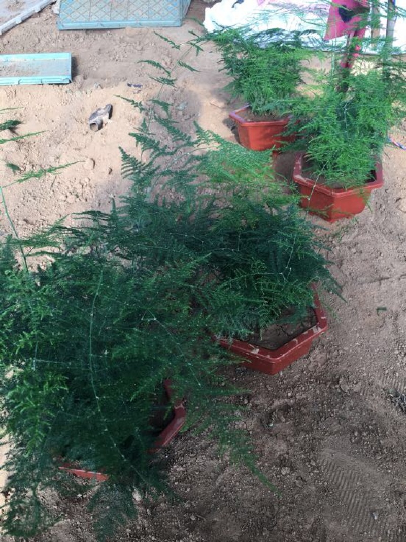 文竹单颗，组盆四角，组盆六角养护简单净化空气
