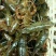 龙虾26~30只/kg