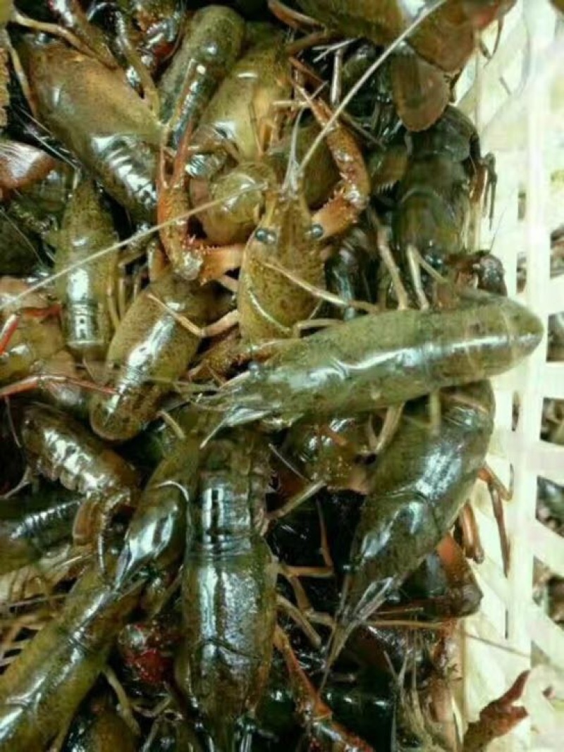 龙虾26~30只/kg