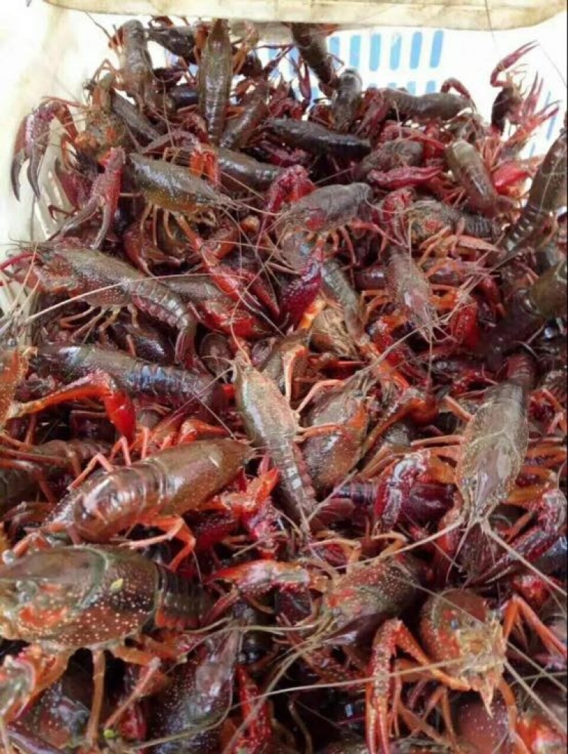 龙虾26~30只/kg