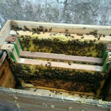 巢框子蜜分离框标准尺寸488mm