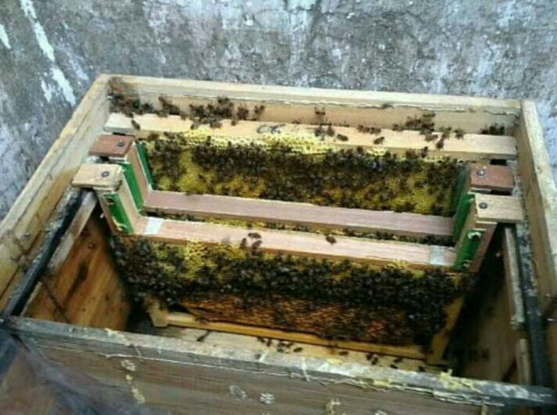 巢框子蜜分离框标准尺寸488mm