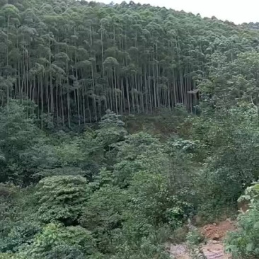 大量按树出售