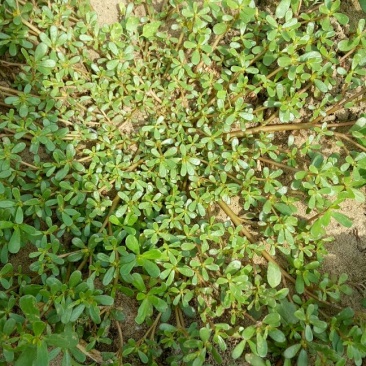 马齿笕灰菜药材