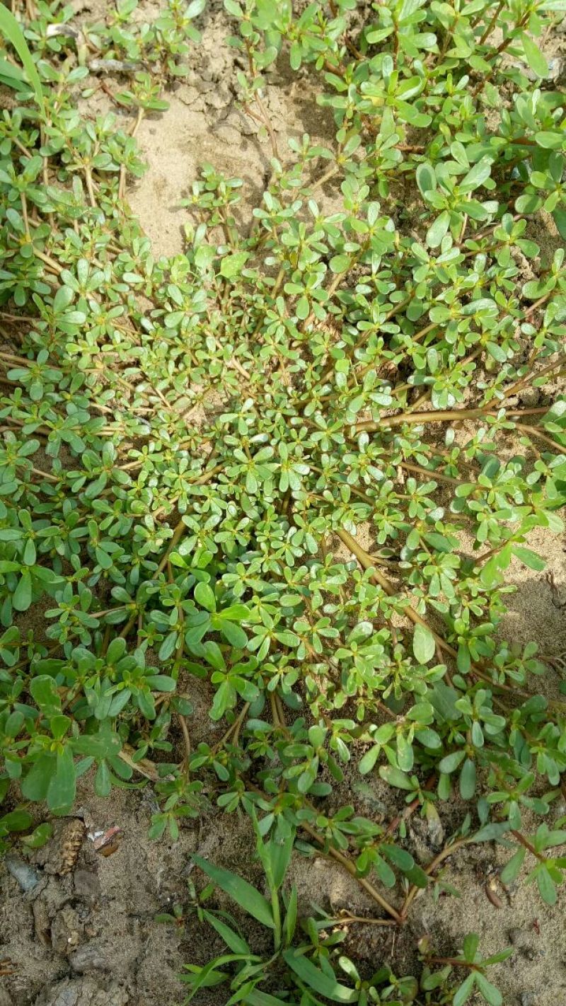 马齿笕灰菜药材