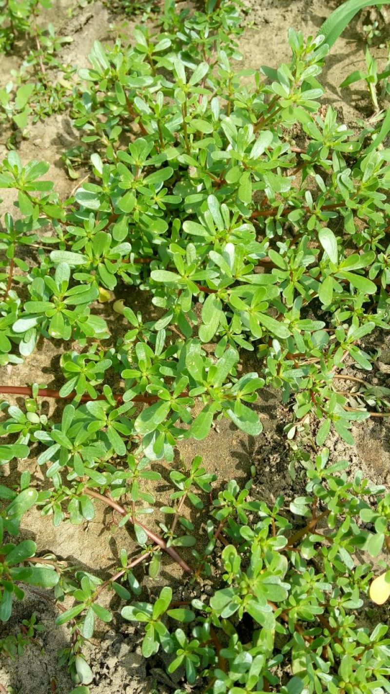 马齿笕灰菜药材