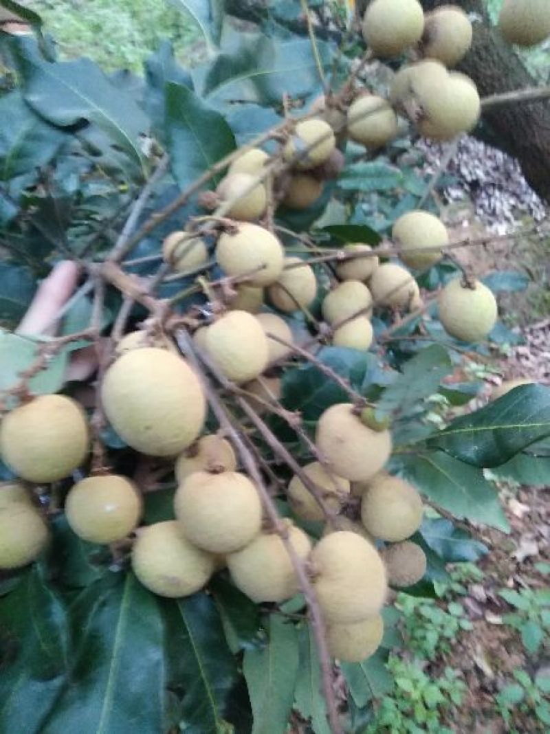 正宗高州龙眼，又甜又好吃