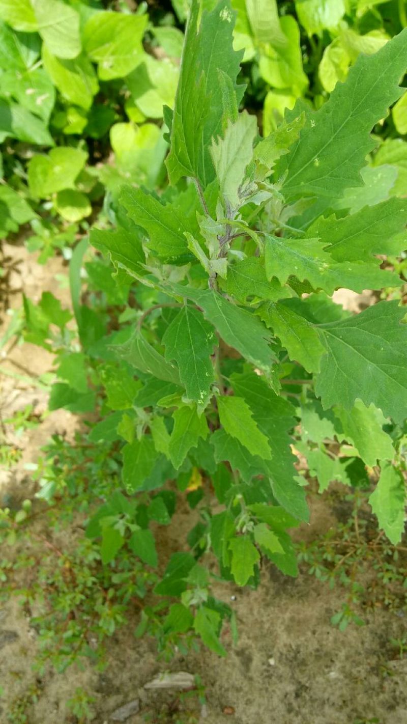 马齿笕灰菜药材