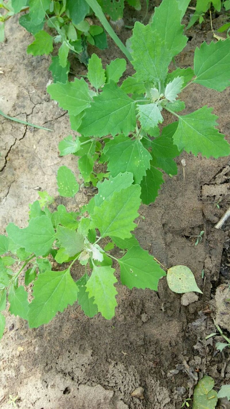 马齿笕灰菜药材