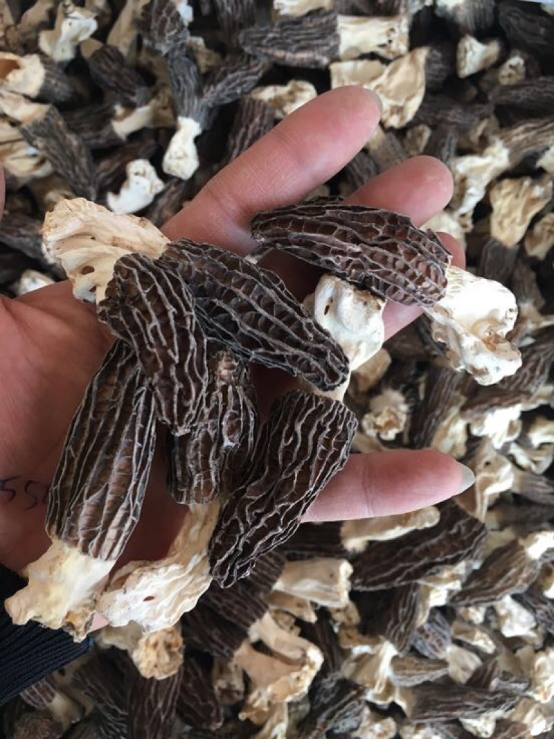 羊肚菌特级带脚羊肚菌特大个头头茬货
