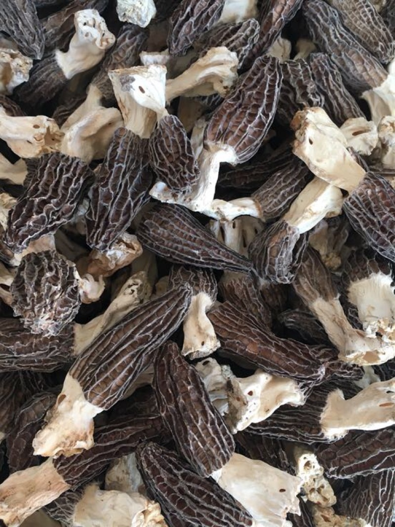 羊肚菌特级带脚羊肚菌特大个头头茬货