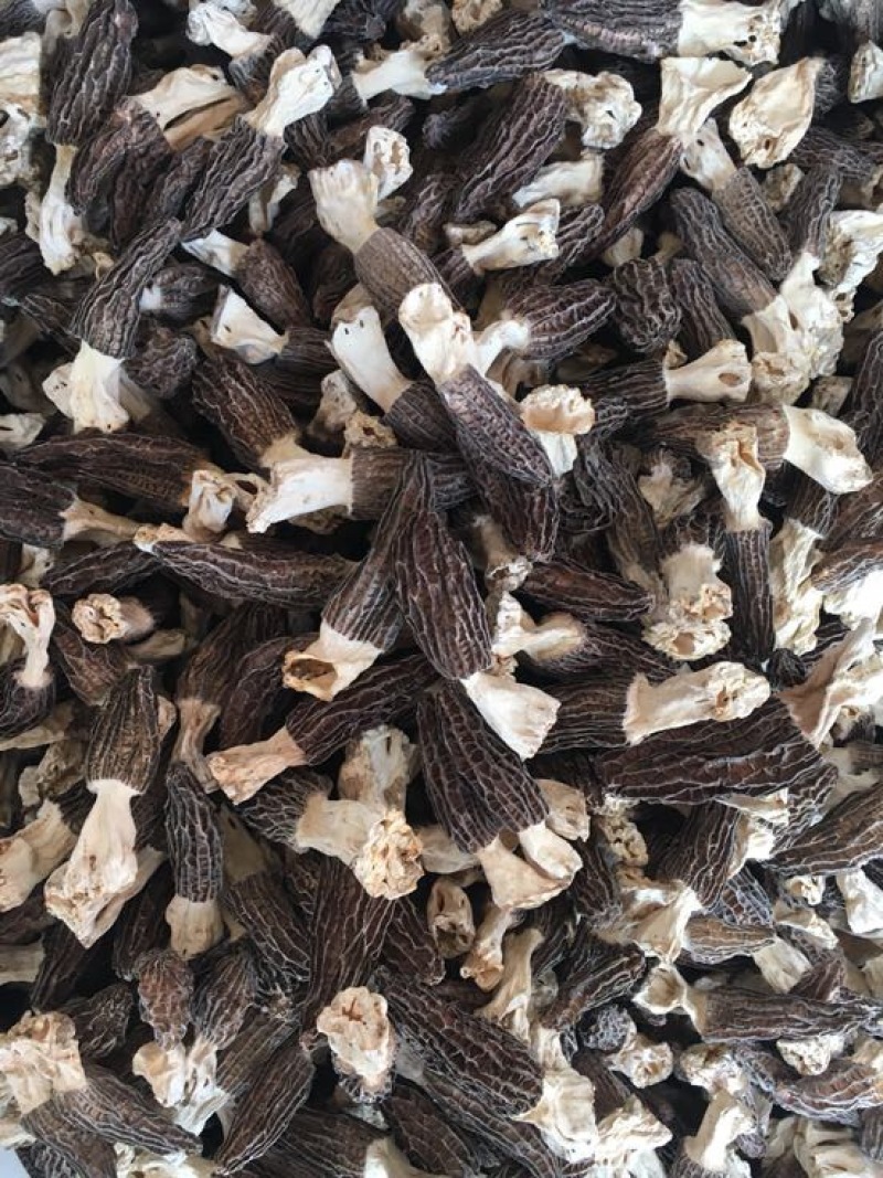 羊肚菌特级带脚羊肚菌特大个头头茬货