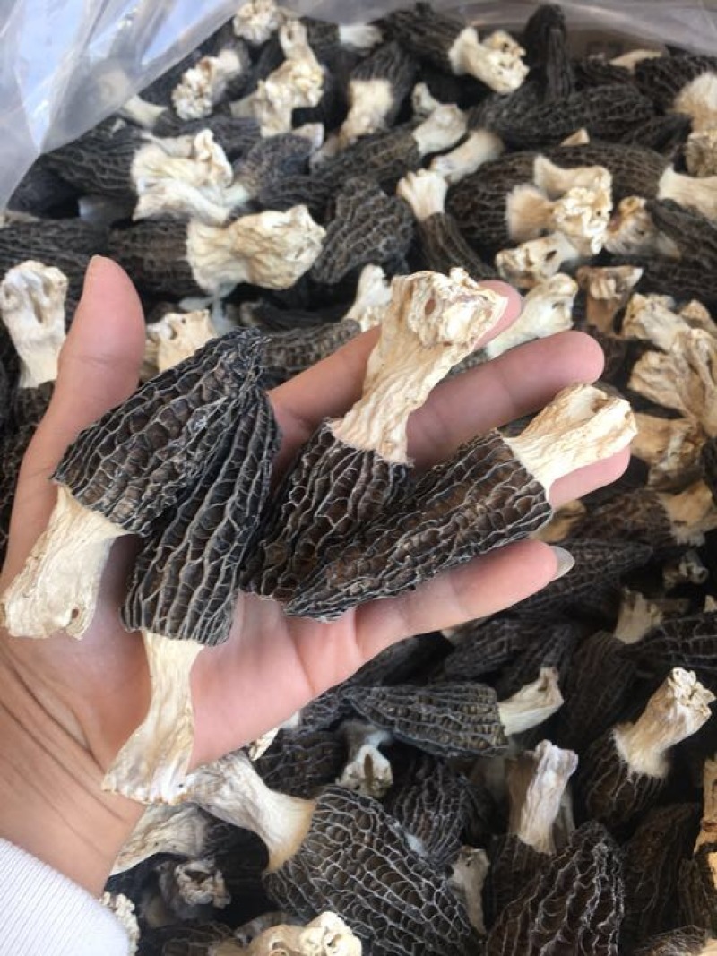 羊肚菌特级带脚羊肚菌特大个头头茬货