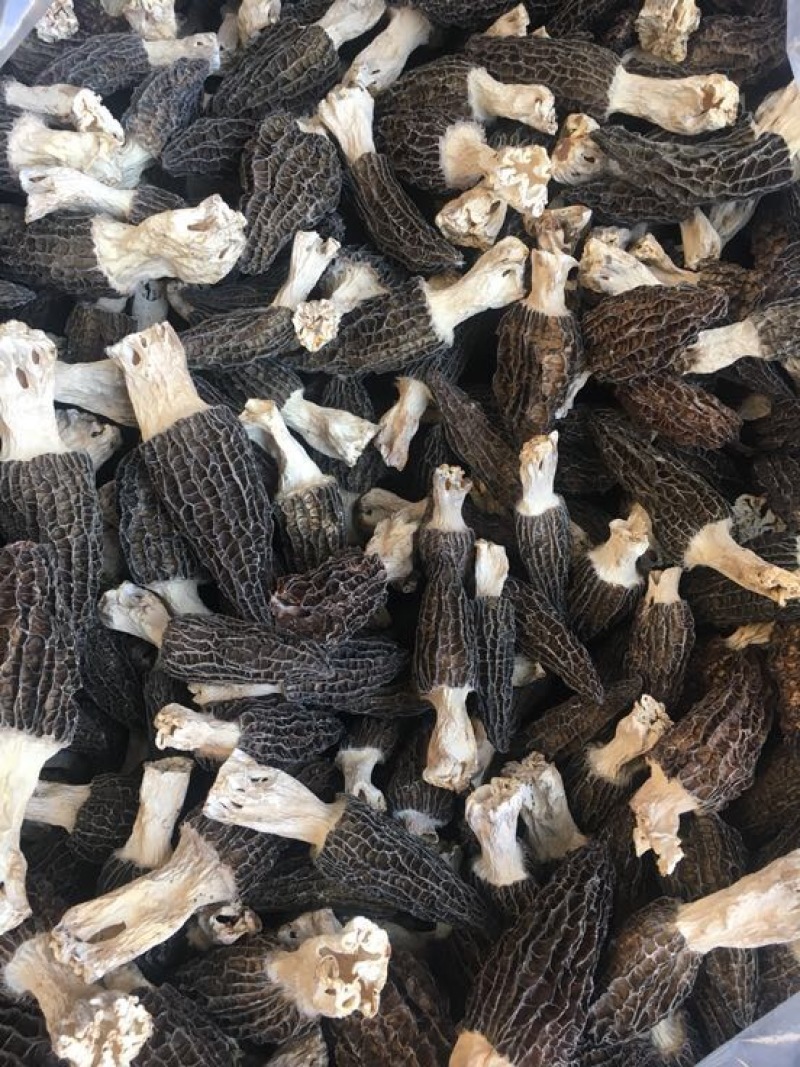 羊肚菌特级带脚羊肚菌特大个头头茬货