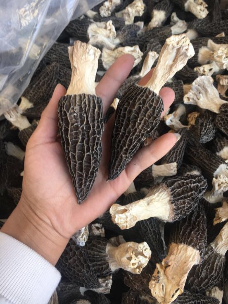 羊肚菌特级带脚羊肚菌特大个头头茬货
