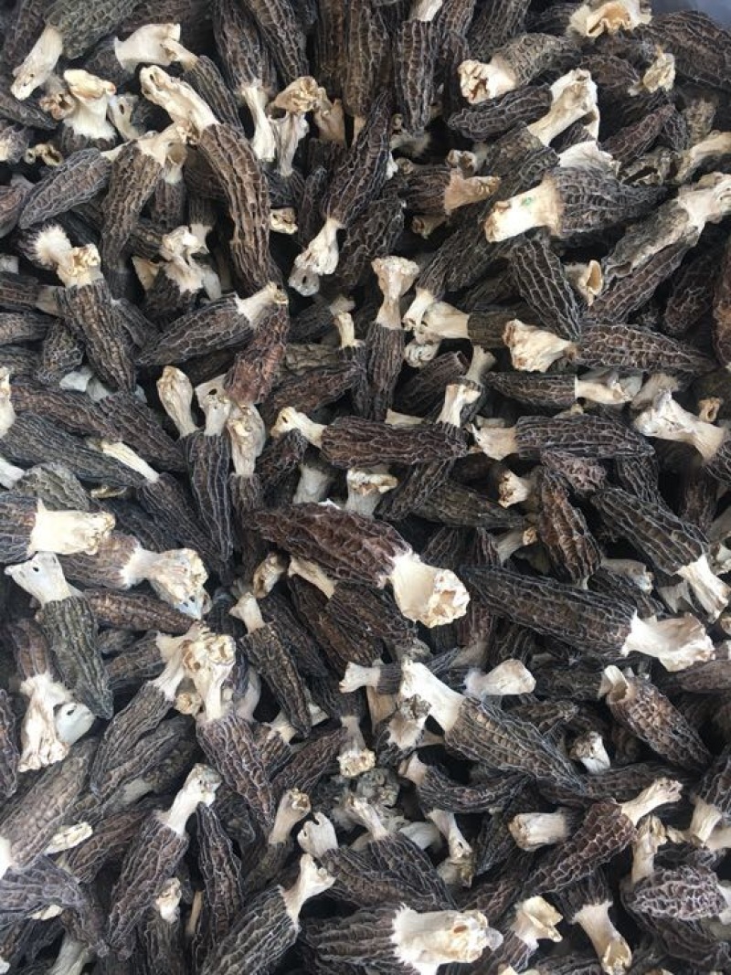 羊肚菌特级带脚羊肚菌特大个头头茬货