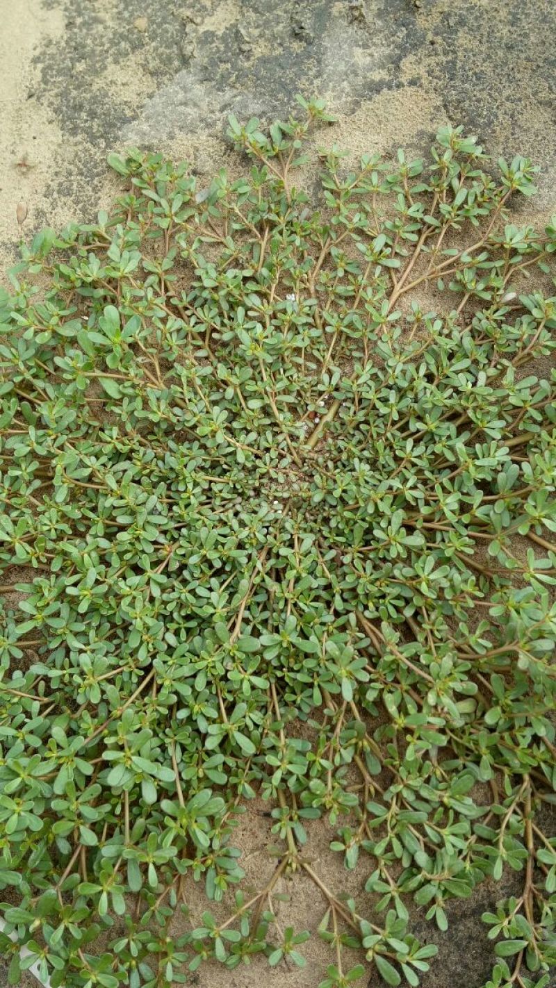 马齿笕灰菜药材