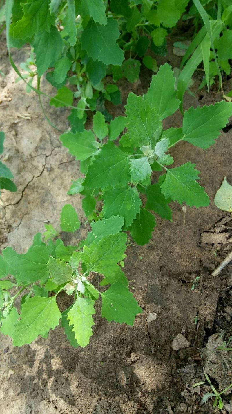 马齿笕灰菜药材