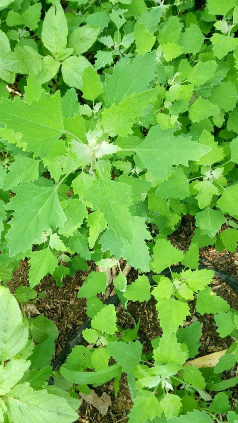 马齿笕灰菜药材