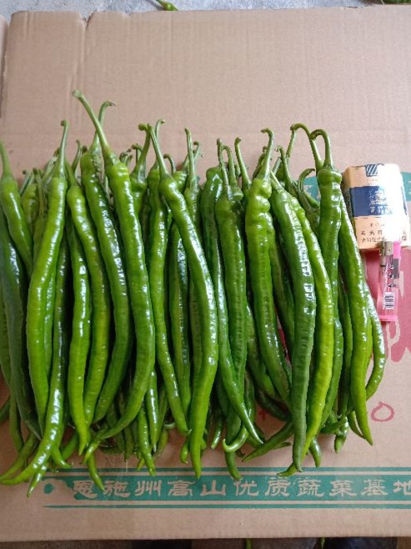 湖北省线椒丶大量有货丶产地直发各大商超丶市场，欢迎新老客
