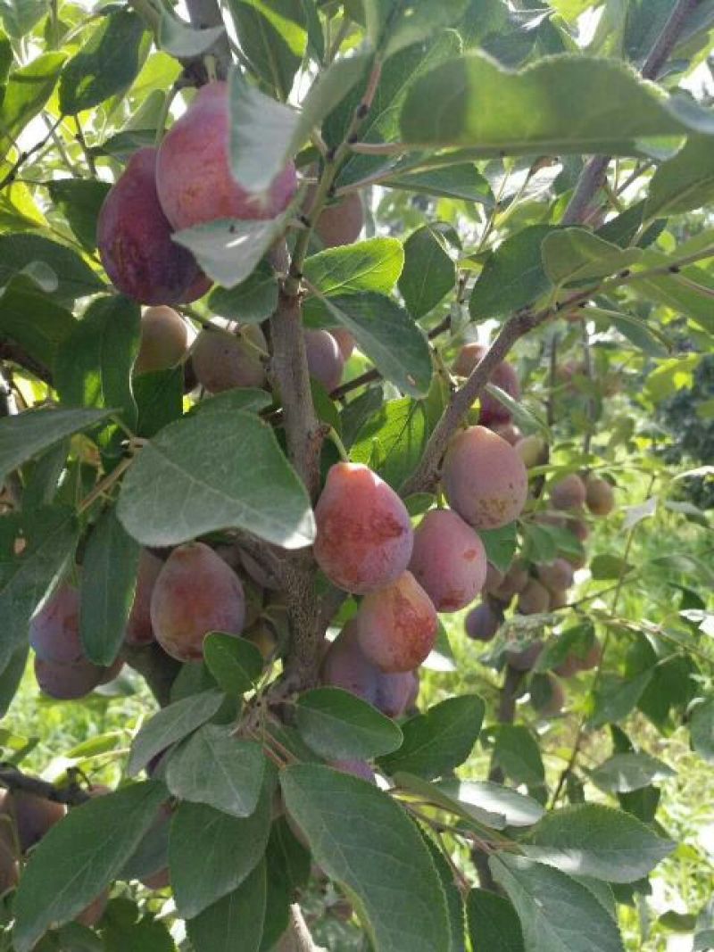 基地直销西梅苗，法兰西，蓝蜜，女神提供种植技术