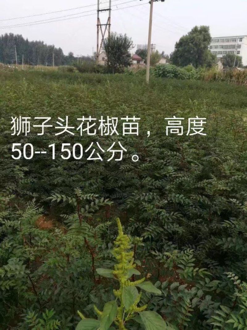 六月红花椒苗，早熟，高产，色正，味重，质