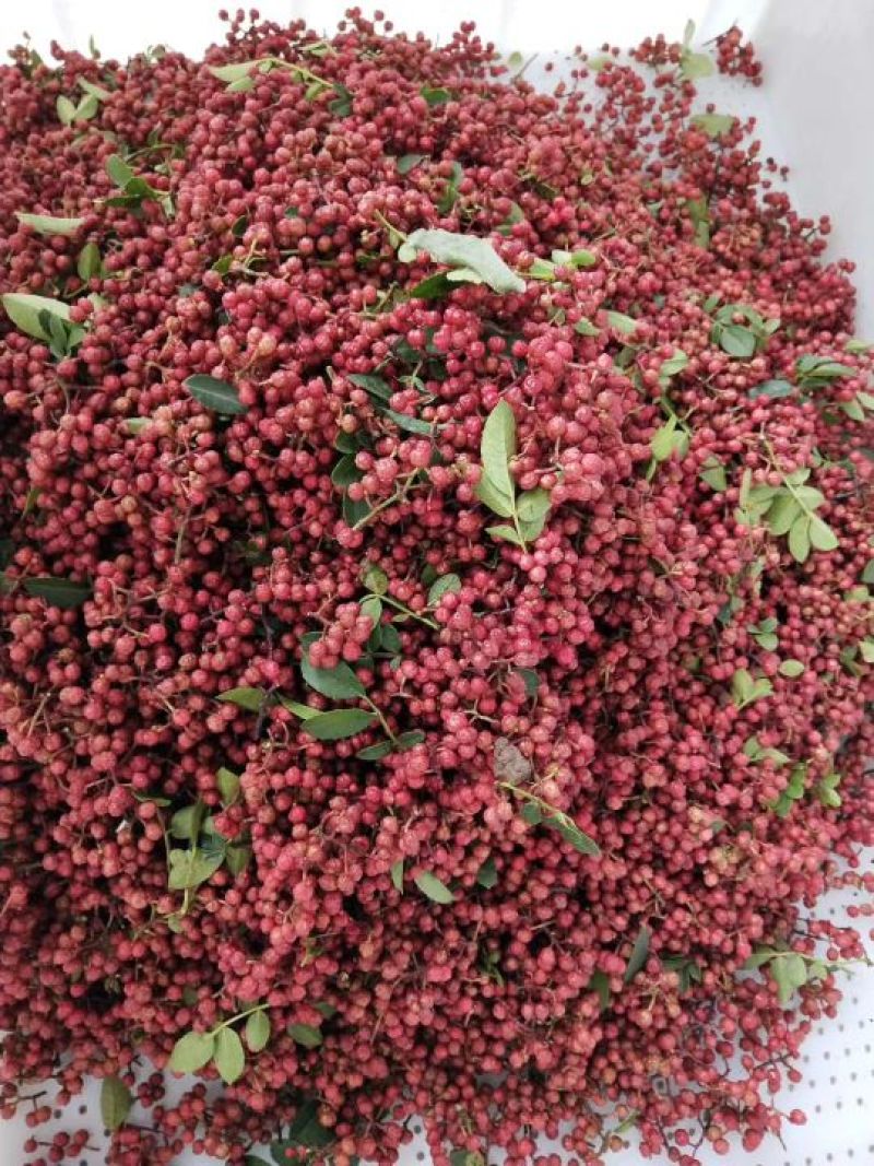 六月红花椒苗，早熟，高产，色正，味重，质