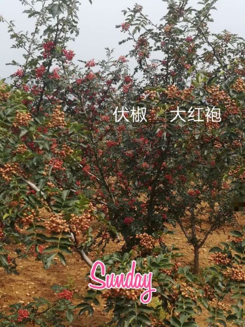 六月红花椒苗，早熟，高产，色正，味重，质